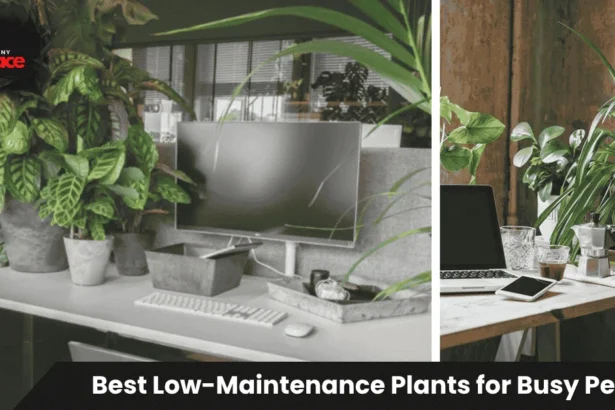 Collection of best low-maintenance plants for busy people including snake plant, ZZ plant, and pothos in pots on a bright windowsill with natural light.