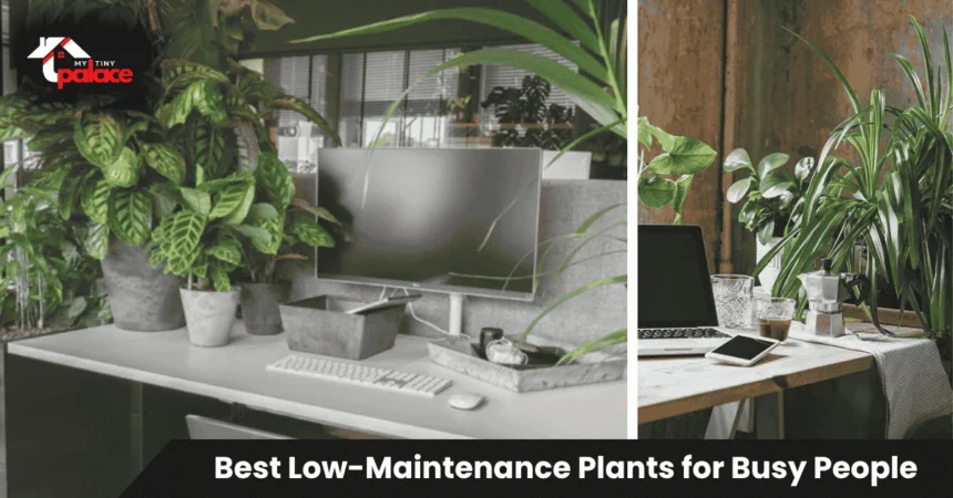 Collection of best low-maintenance plants for busy people including snake plant, ZZ plant, and pothos in pots on a bright windowsill with natural light.