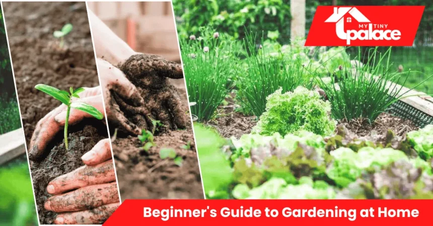 A beginner arranging small pots of herbs on a sunny windowsill, following simple steps from the Beginner’s Guide to Gardening at Home.